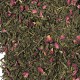 Thé vert-Fleur de cerisier-le flot des saveurs-Muzillac